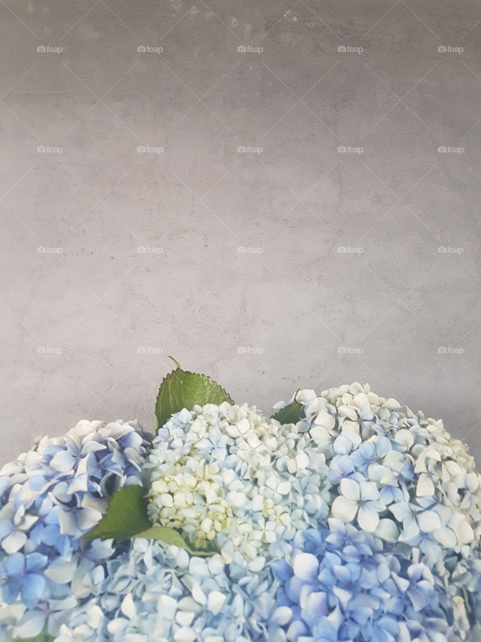 Hydrangea Flower Background