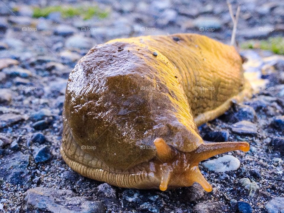 Slug