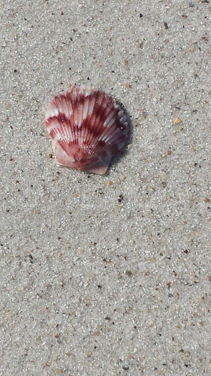 Sea shell