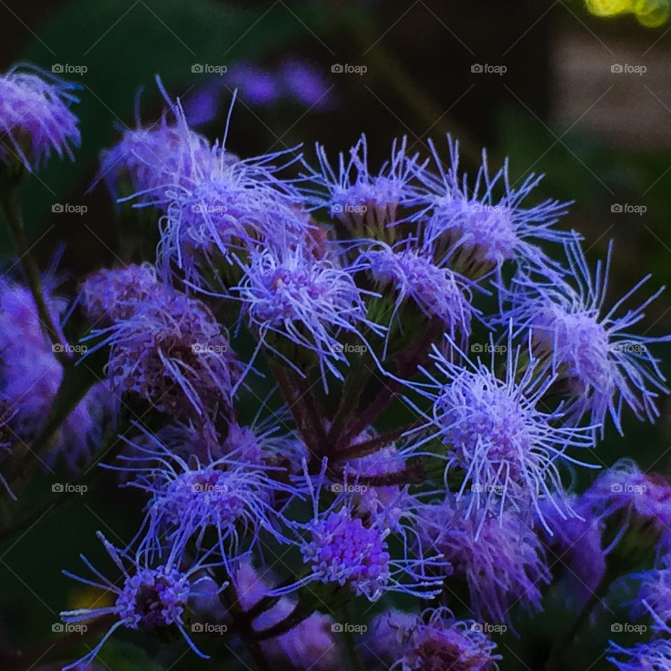 Stringy tentacle flowers 