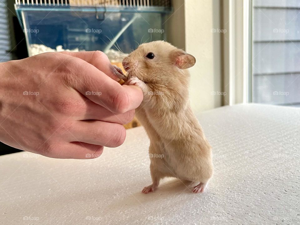 Cute beige hamster eats from a hand