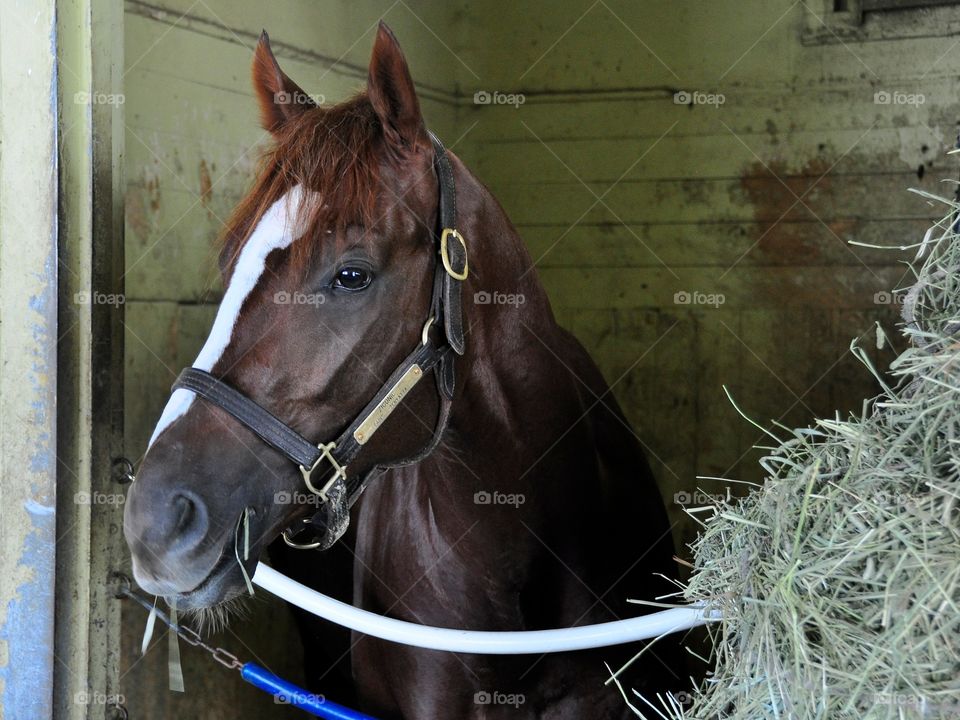 Z I C O N I C. Ziconic, a chestnut colt by Tapit out of the great mare Zenyatta is having breakfast in his stall at beautiful Belmont. 