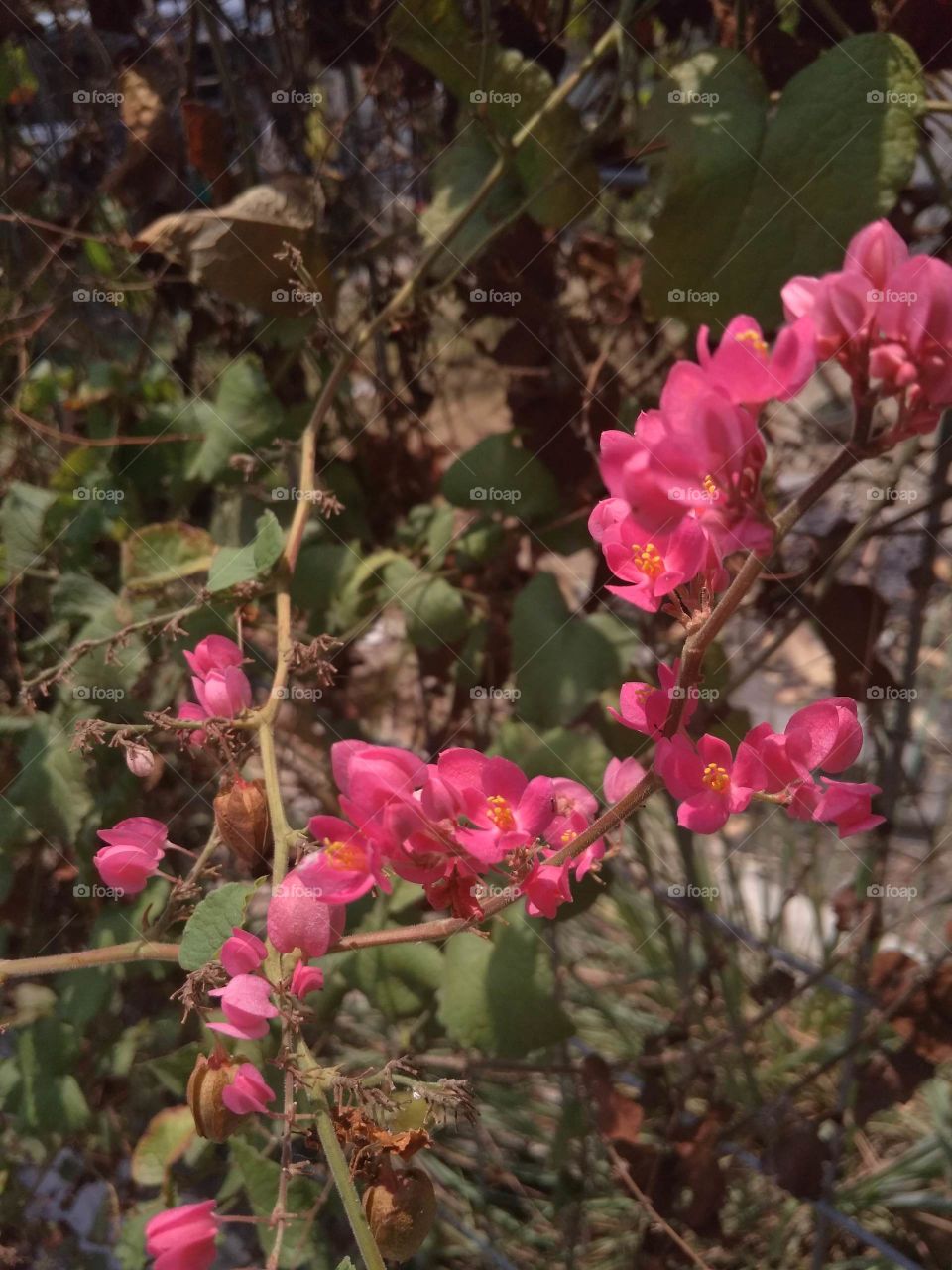 bunga merah muda yang mekar di musim panas