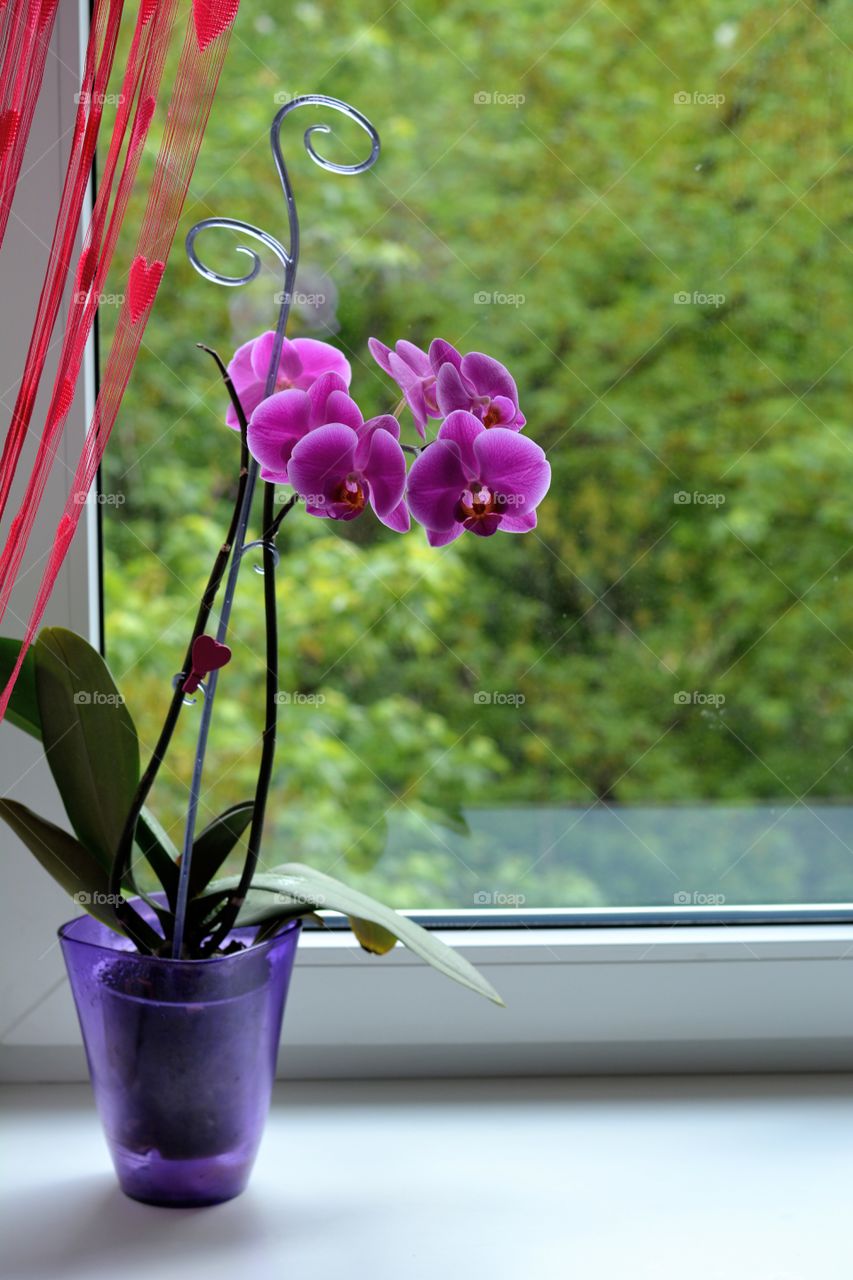 beautiful orchid flowers house plant in the pot