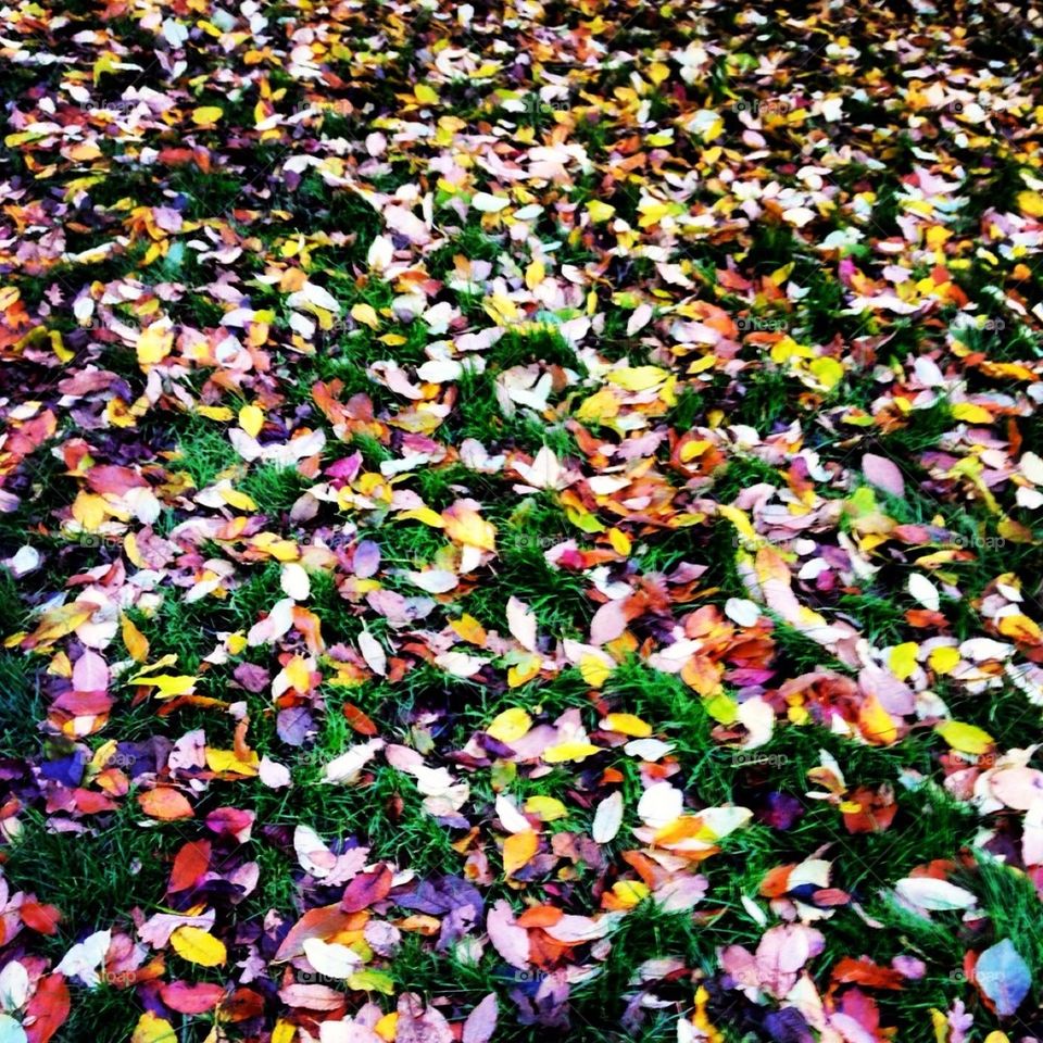 Autumn colourful leafs