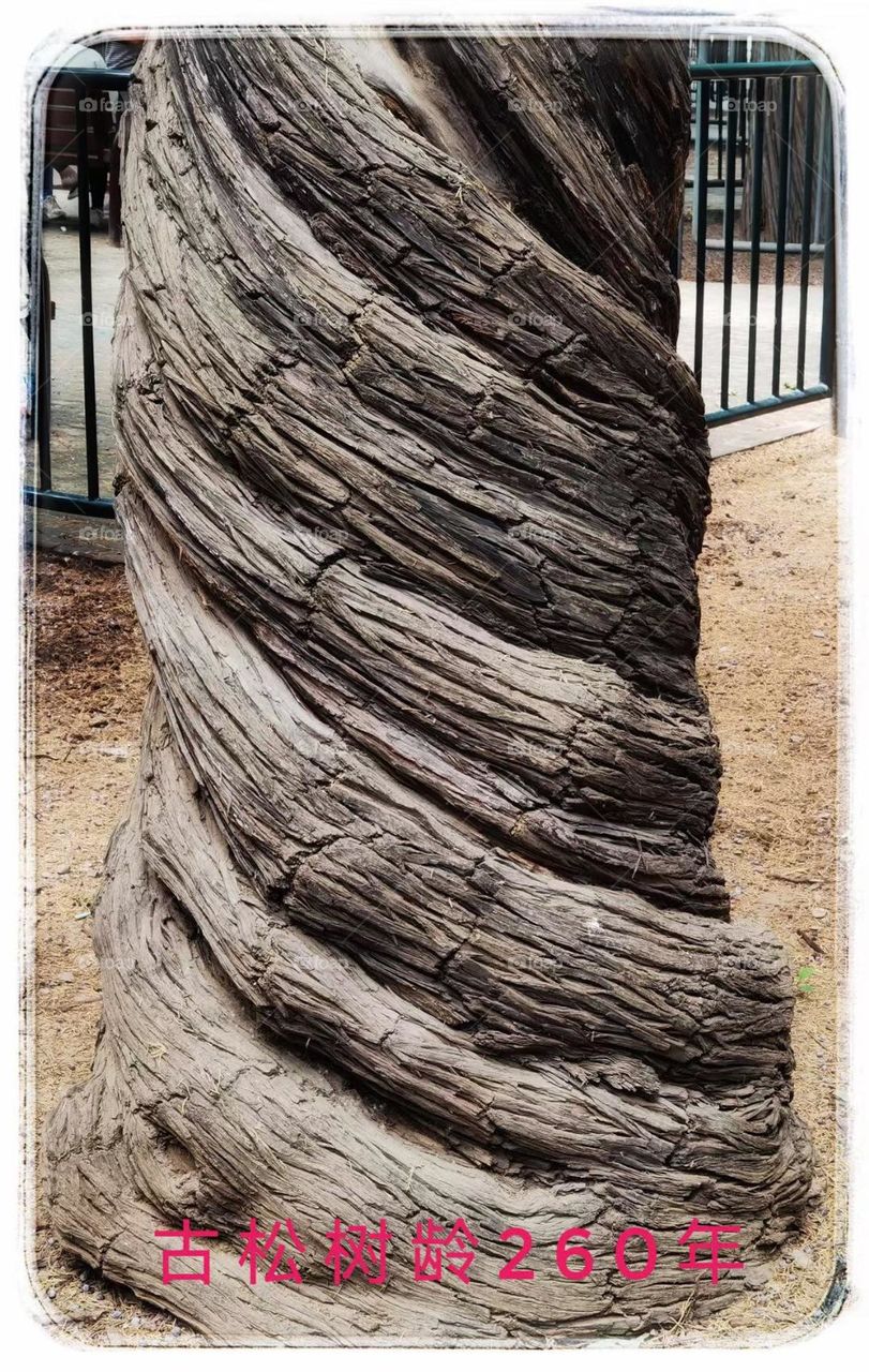 The Power and Color of Life. Ancient pine tree, 260 years old