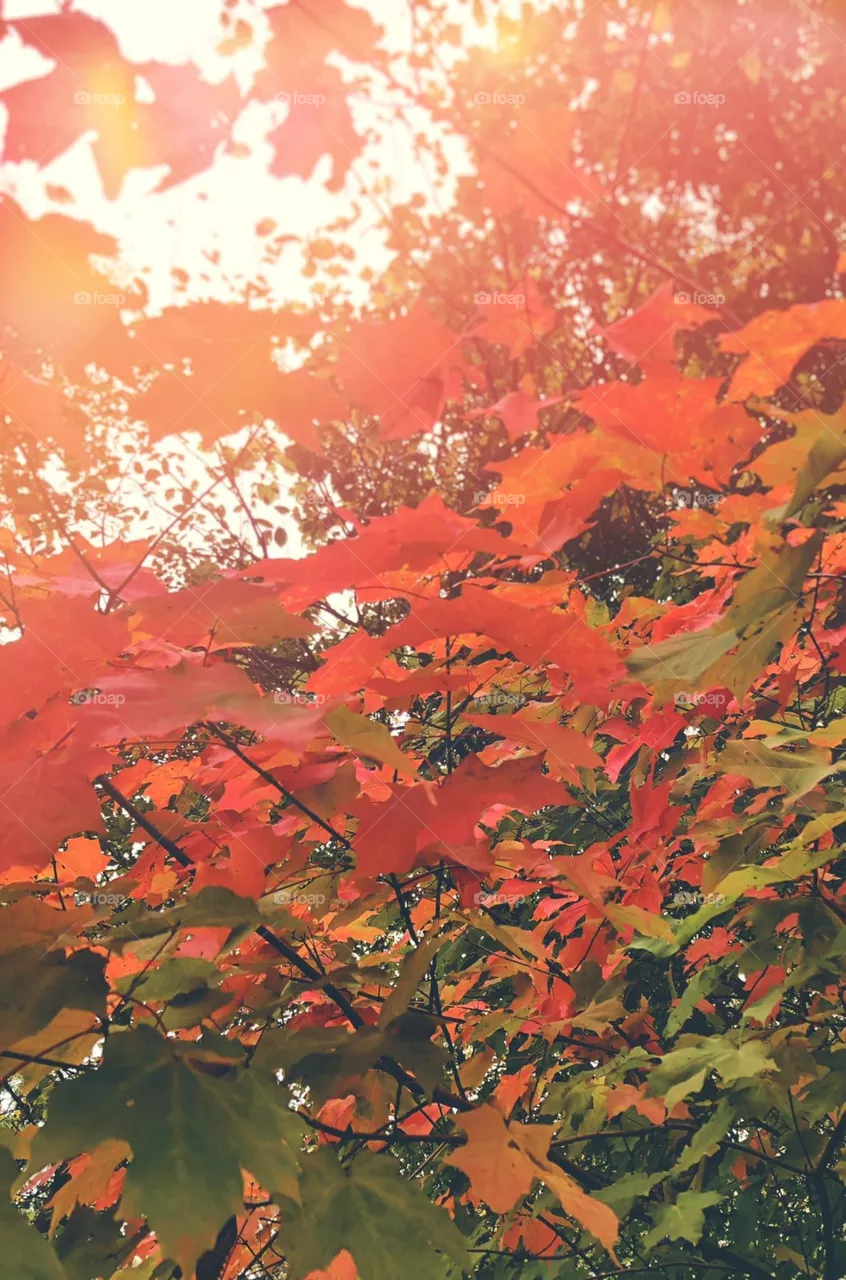 Autumn Leaves