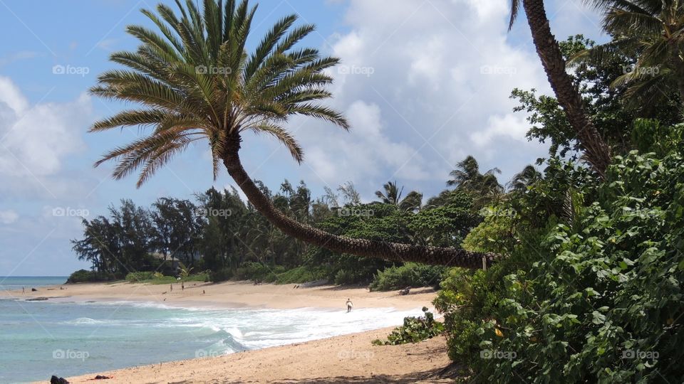 Tranquity on the shore. North shore beach with palm tree