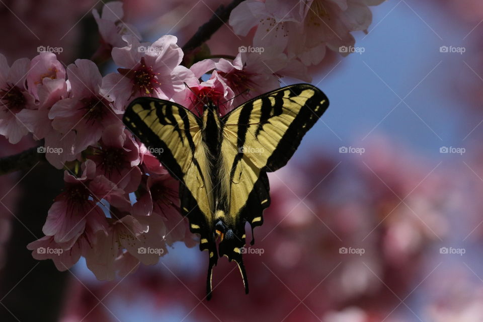 Butterfly on cherry blossoms 