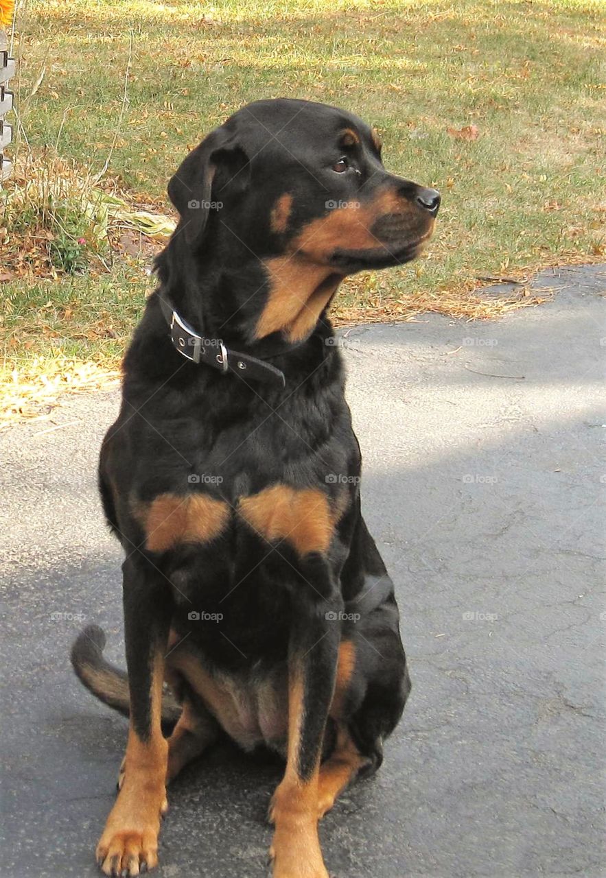 My big beautiful girl