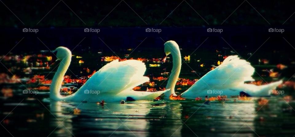 Swan lake