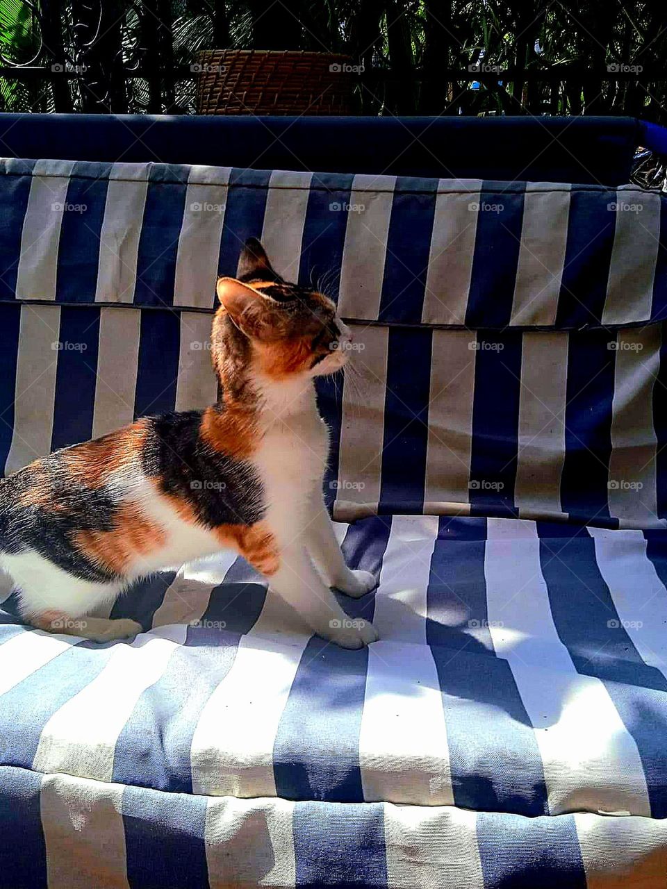 Photo of a cat looking cautiously at it's prey