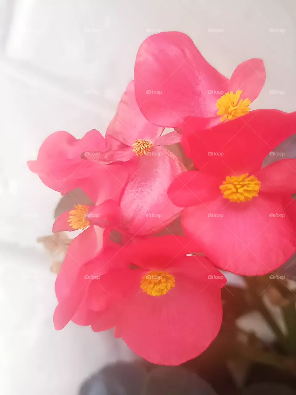 Beautiful flowers
