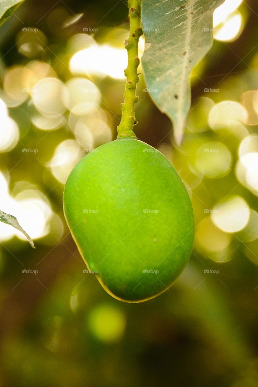 Mango hanging from the tree
