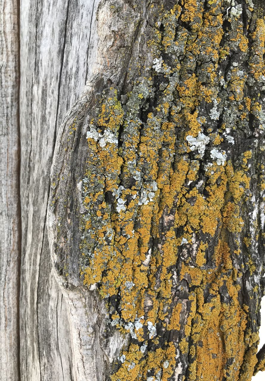 Moss on a tree