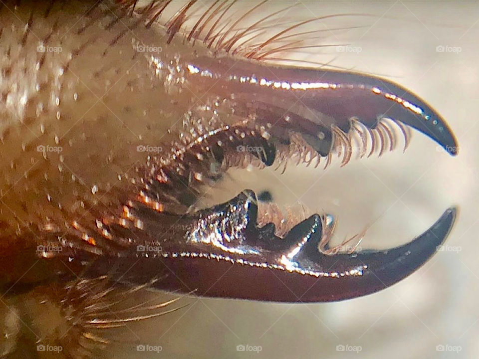 Camel Spider Jaws Close-Up