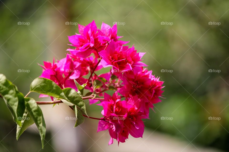 Pink flowers