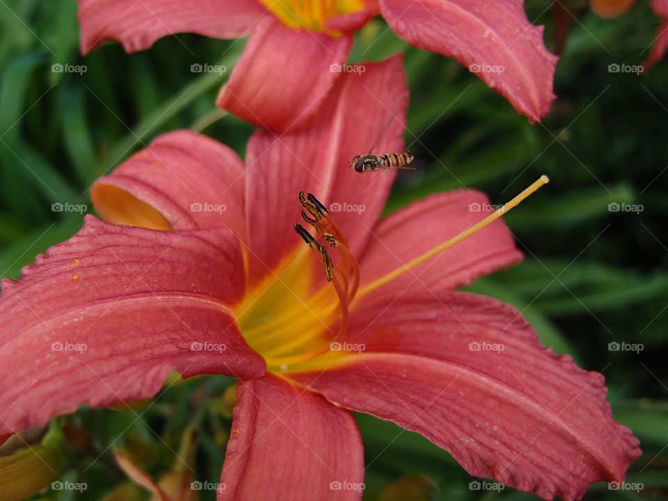 A small and detailed insect flying in to pollinate a pinkish red flower with yellow veins and broad leaves on a summer day. 
