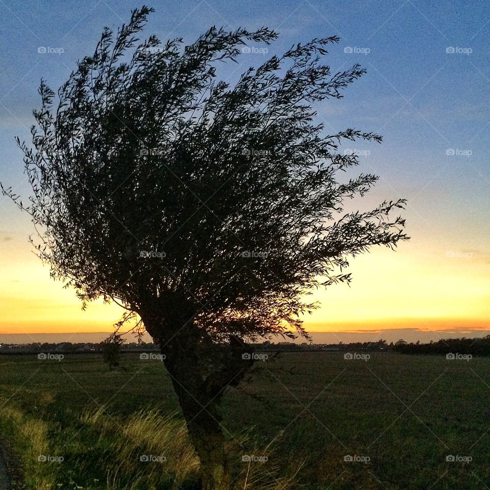 Willowtree at dusk