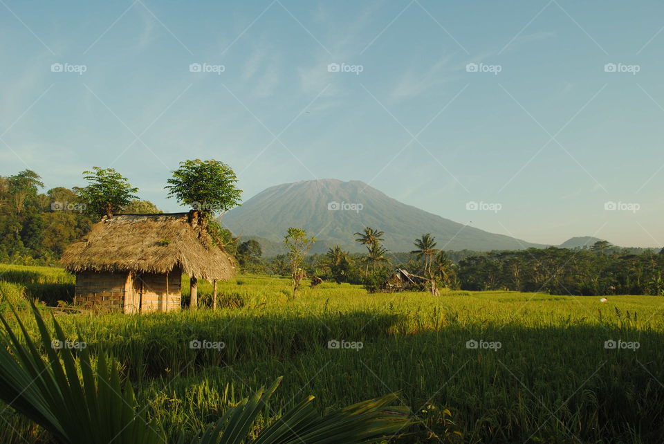 View of rice field and agung mount in the morning.  Bali - Indonesia