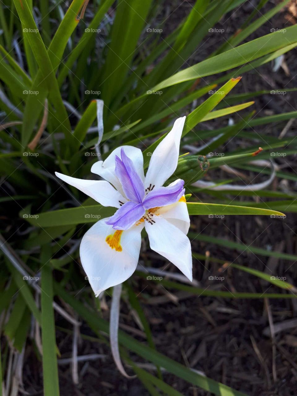 Cat’s whiskers flower 