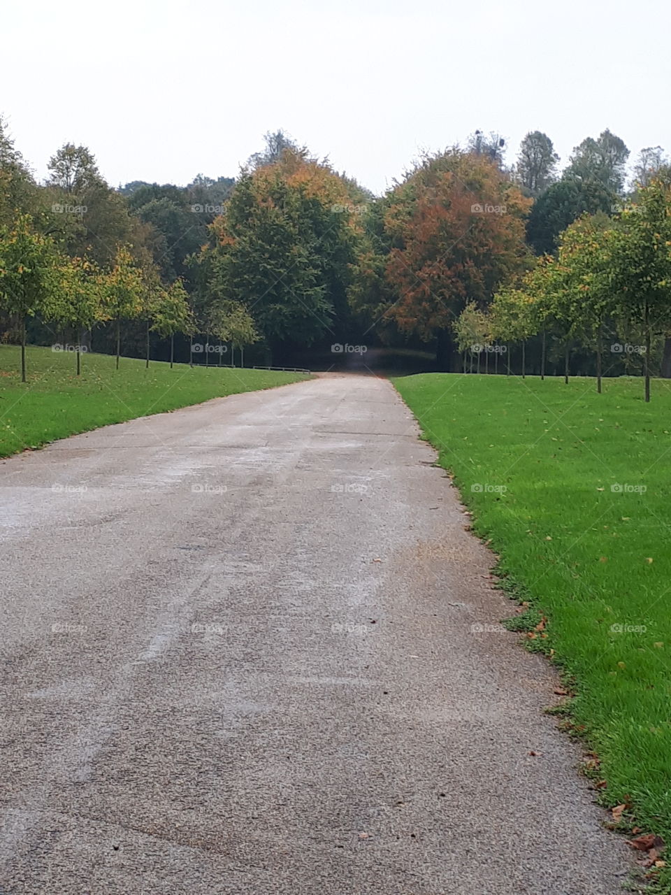 Road, Grass, Guidance, No Person, Landscape