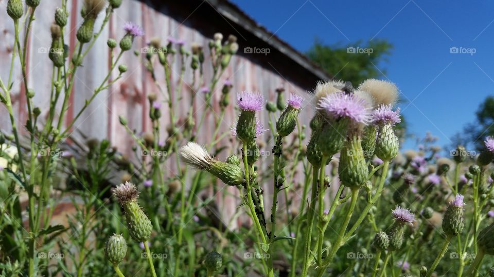 Purple Thistle