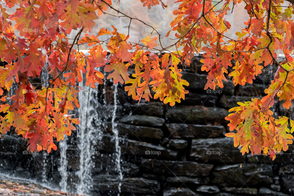 Foap, Color vs Black and White: A vivid splash of autumn colors from the foliage of a white oak in front of the dull colored stone dam and waterfall. Yates Mill County Park, Raleigh, North Carolina. 