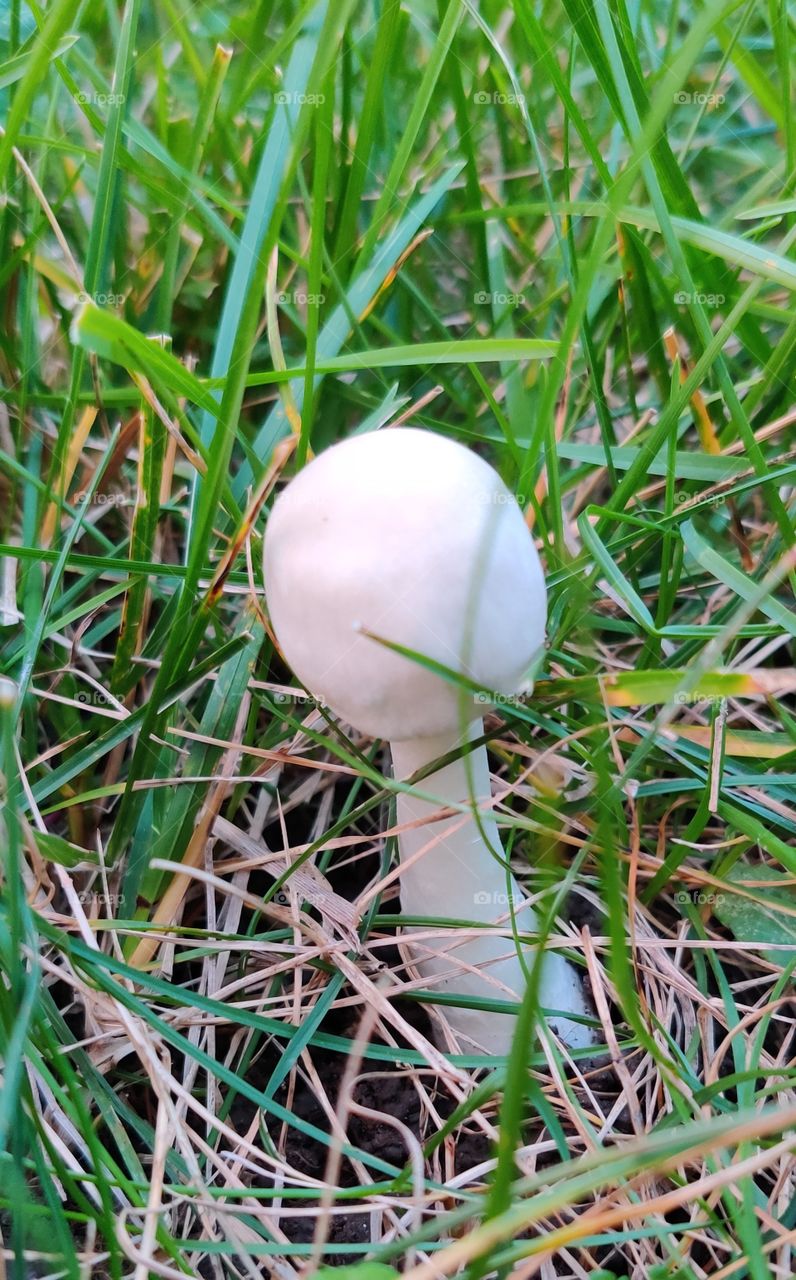 White soldier in grass.