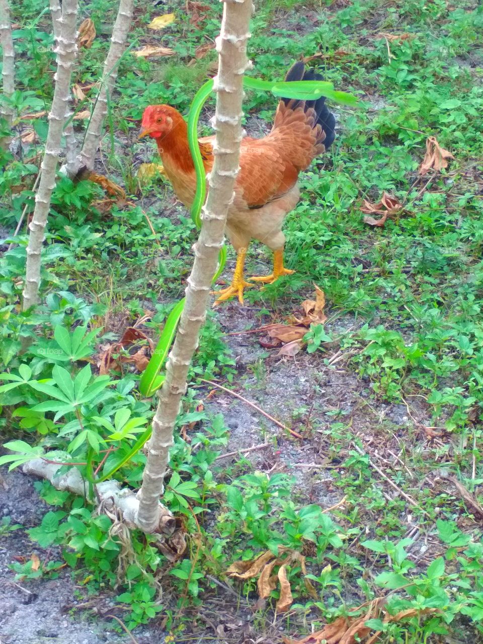 Hen with green snake