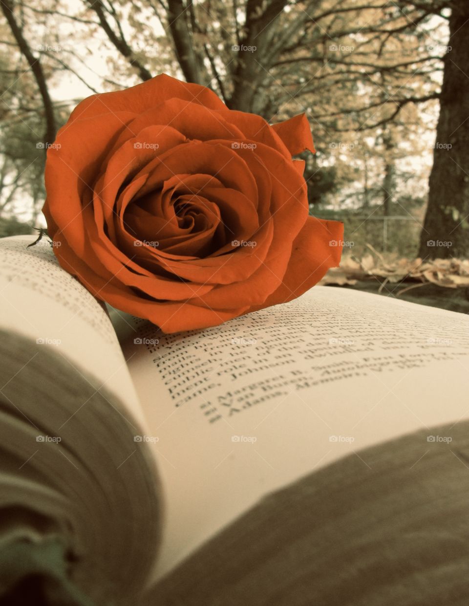 Red rose on an old book