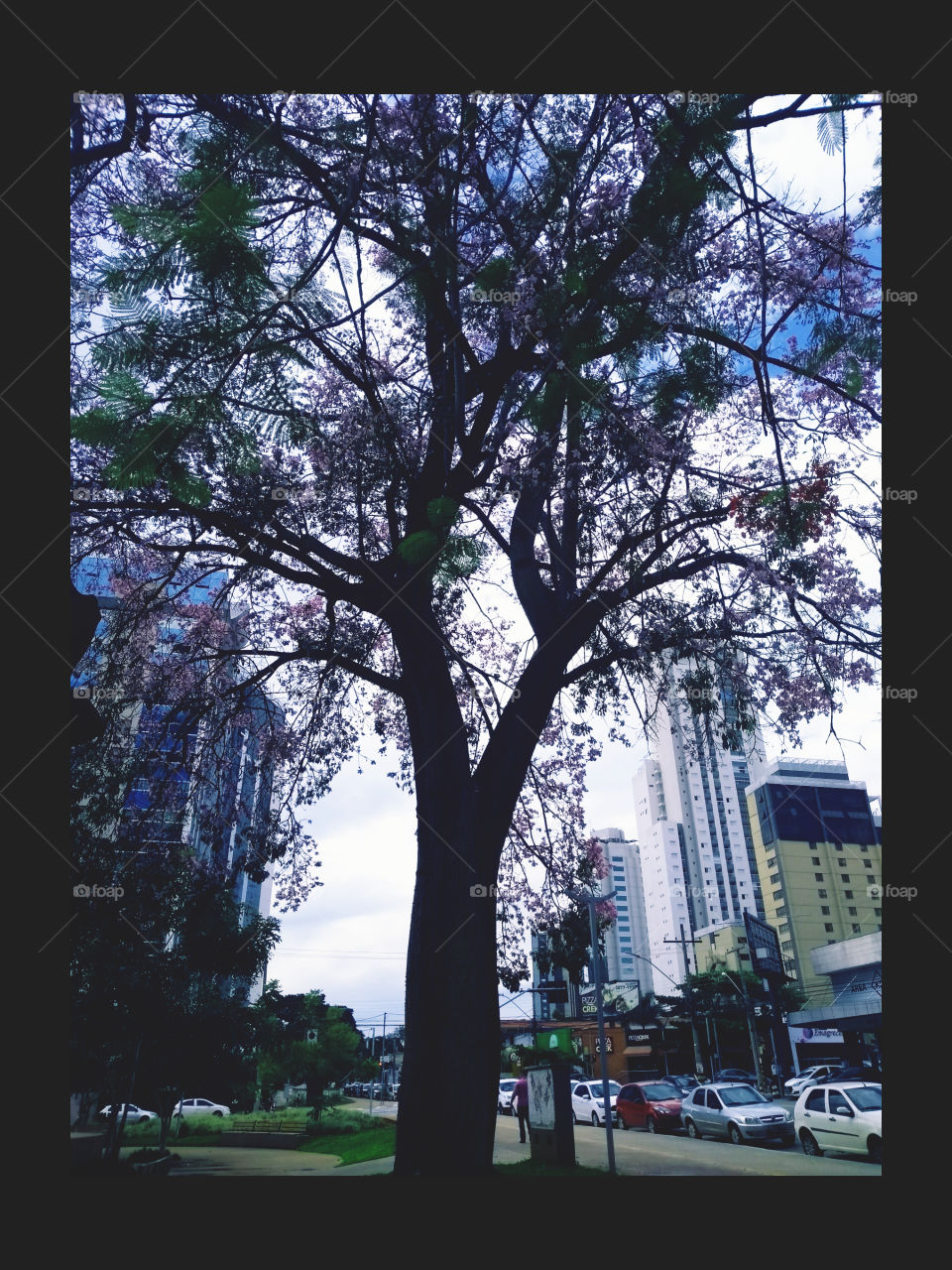 árvore da cidade