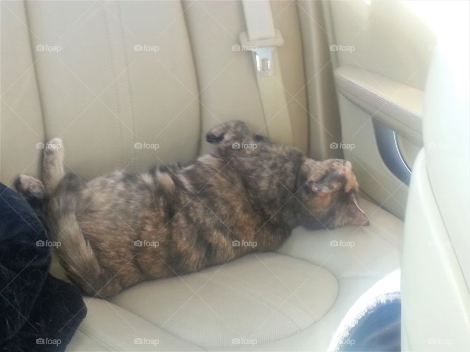 Cat passed out in backseat