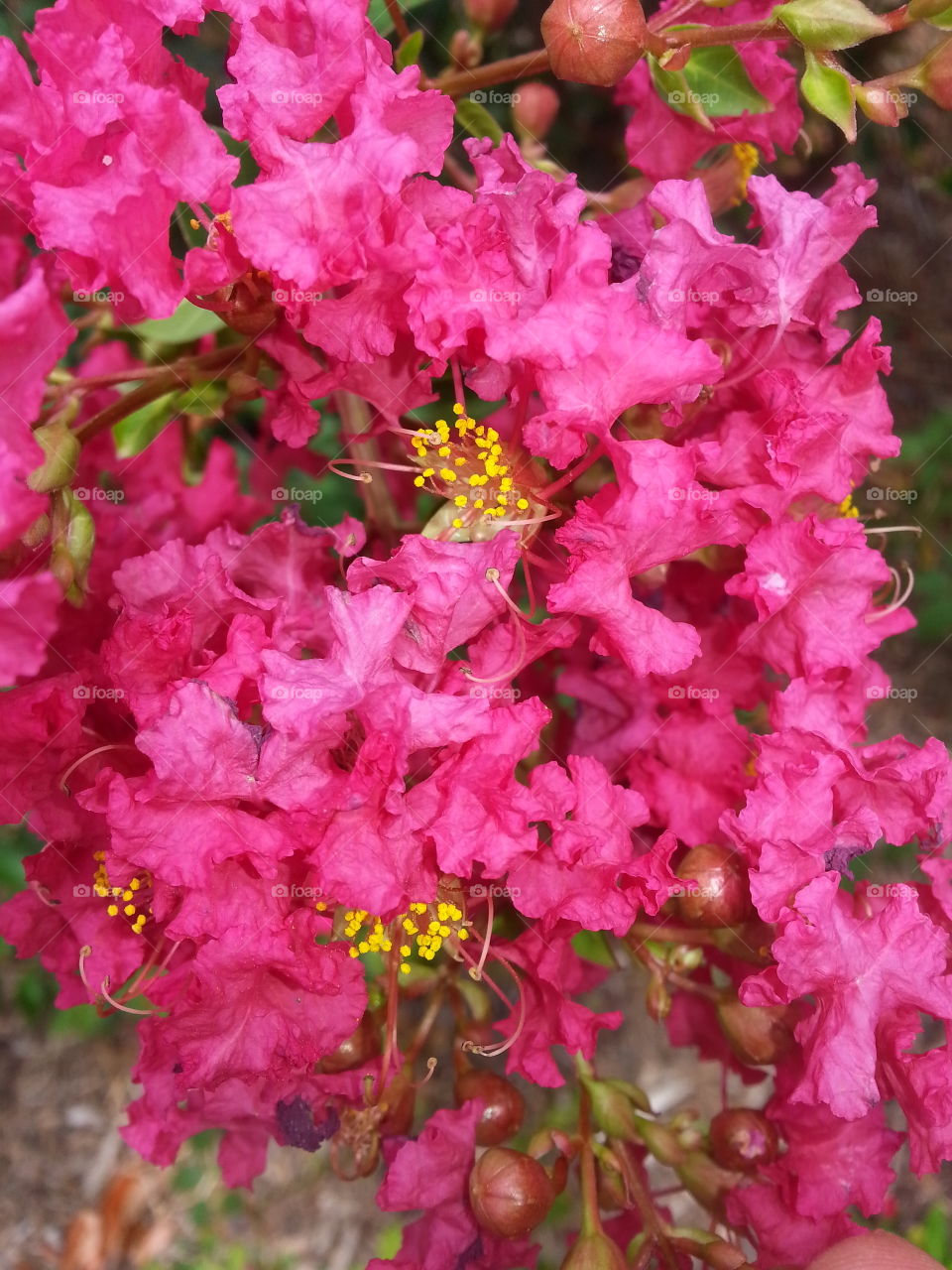 crape myrtle