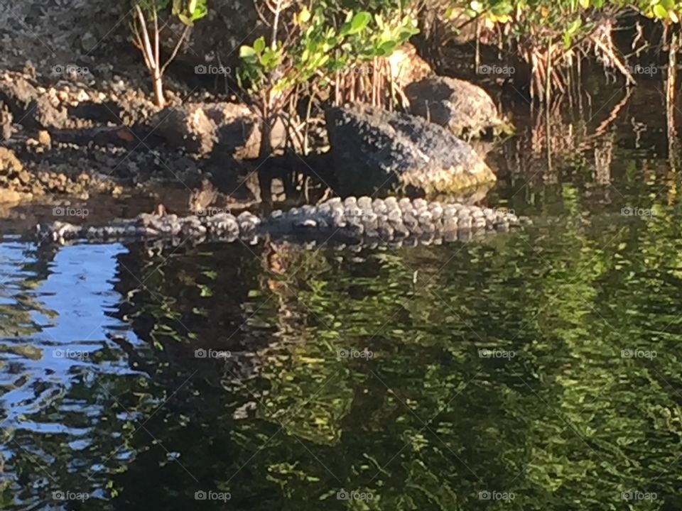 Salt water crocodile 