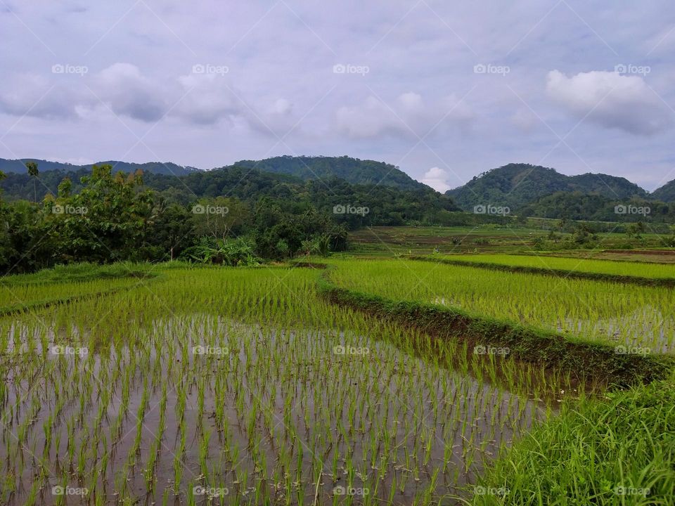 View of rice fields in the morning