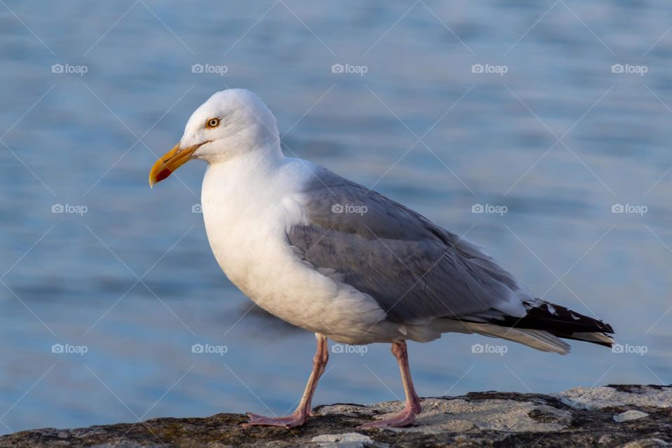 seagull