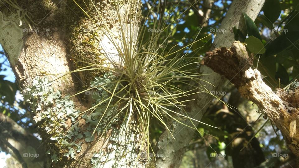 Air Plant