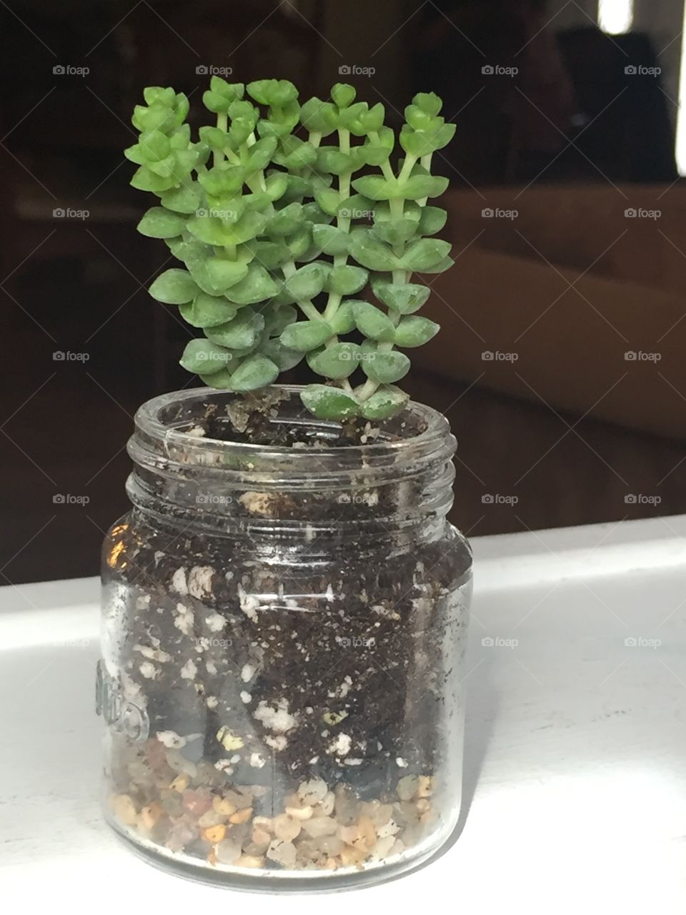 Tiny House Plant