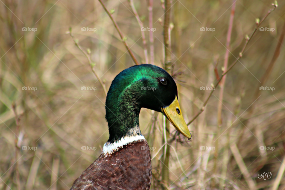 Green head