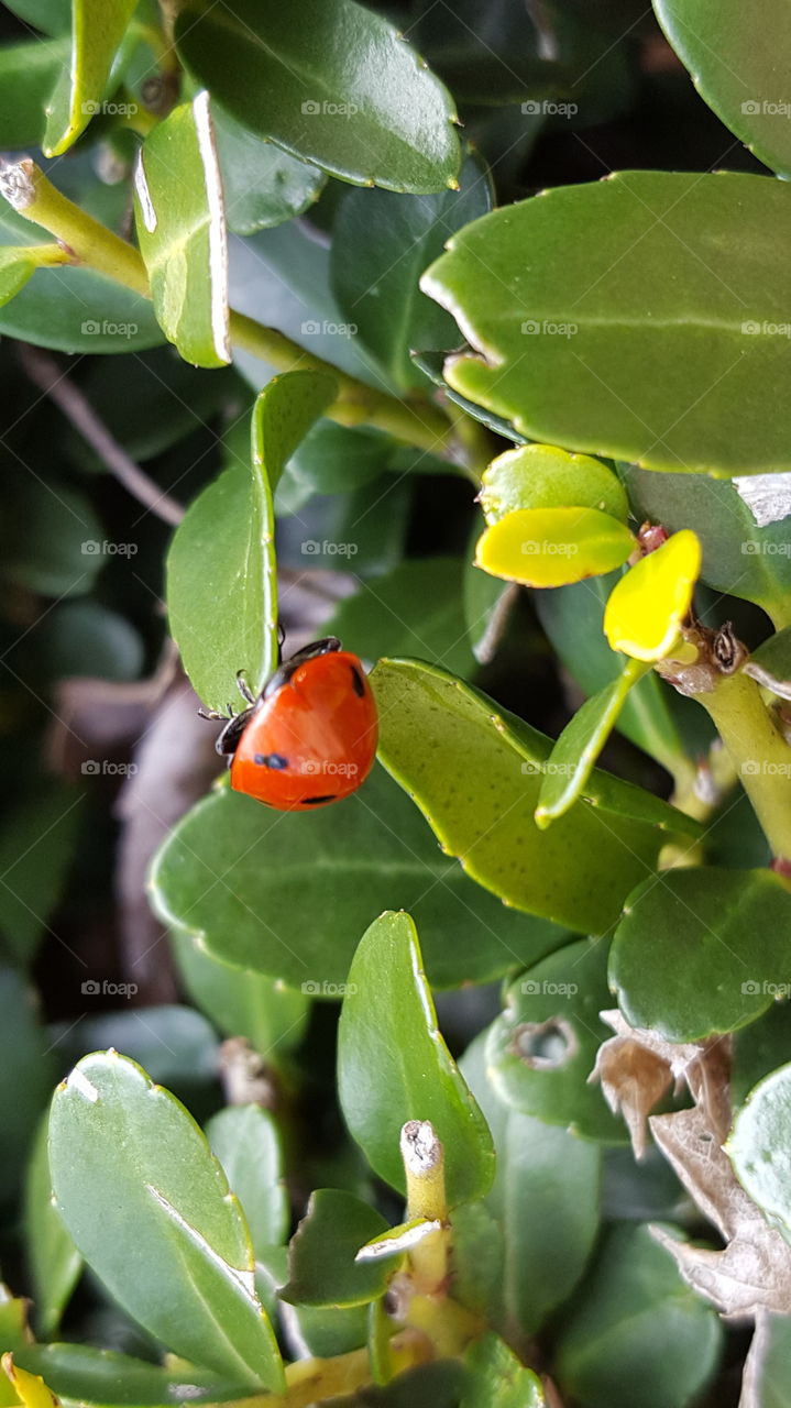 ladybug