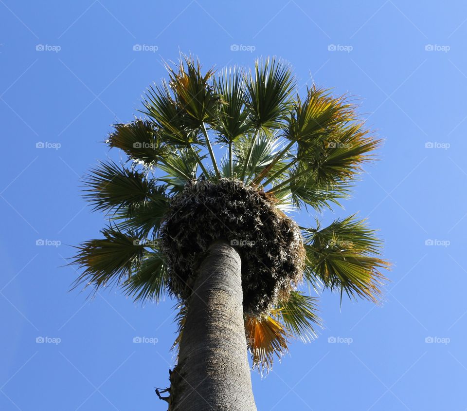 Palm tree