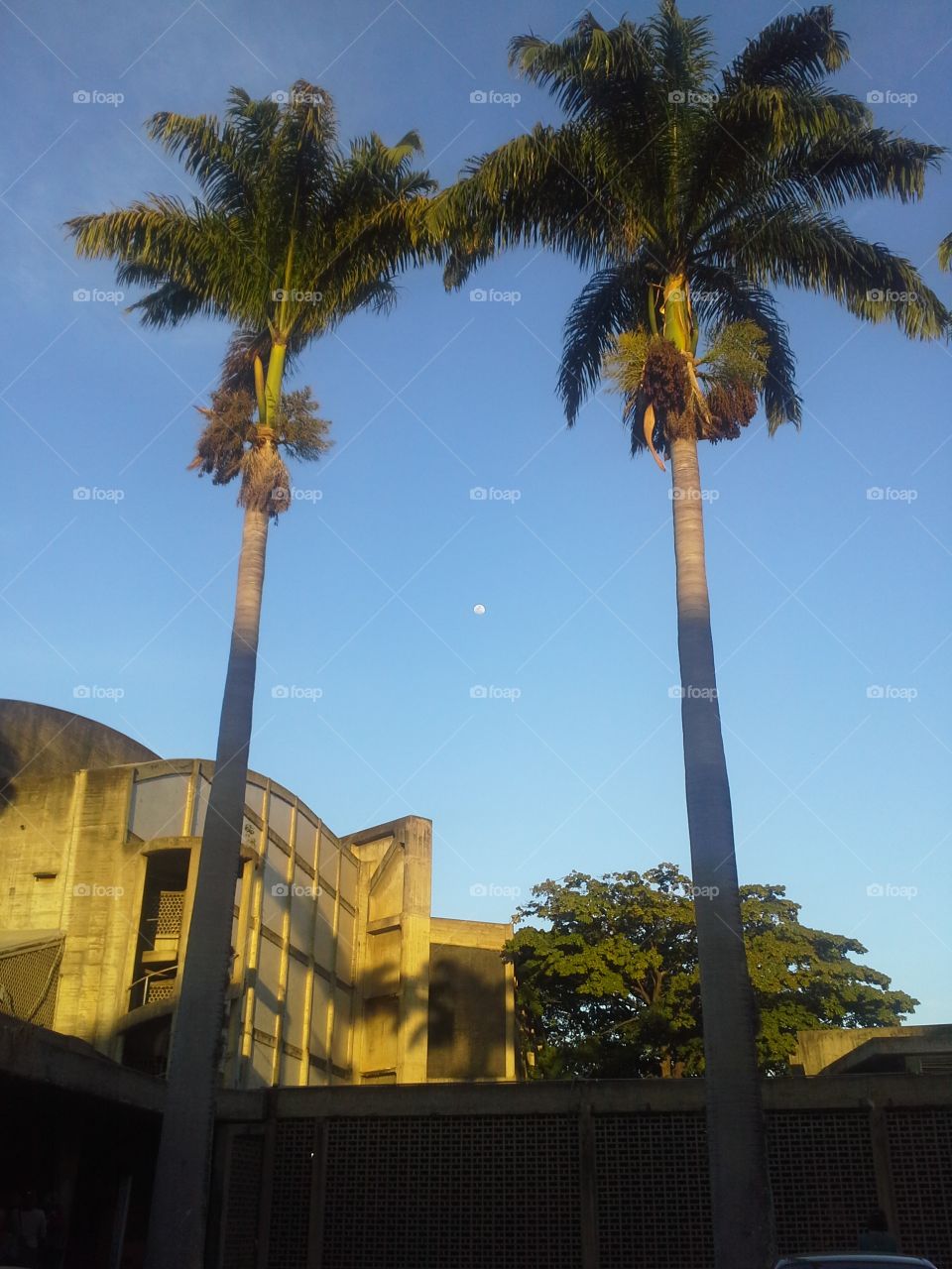 the full moon on the day captured in the middle of two palm trees