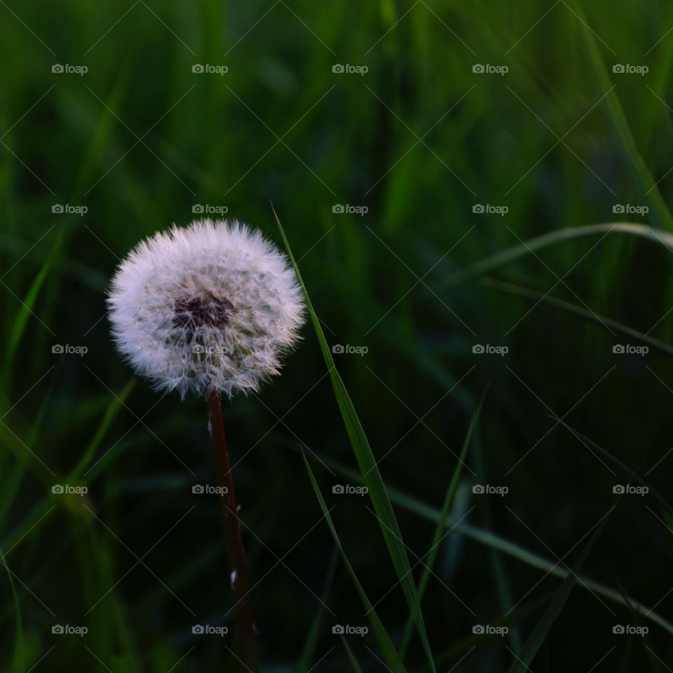 Pusteblume im Feld