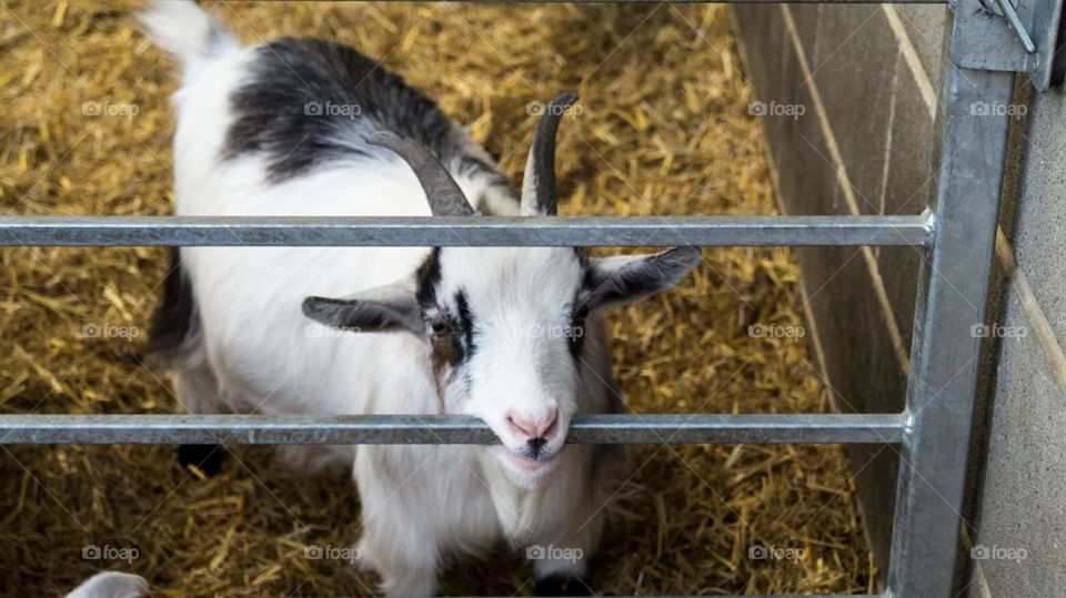 goat eating fence