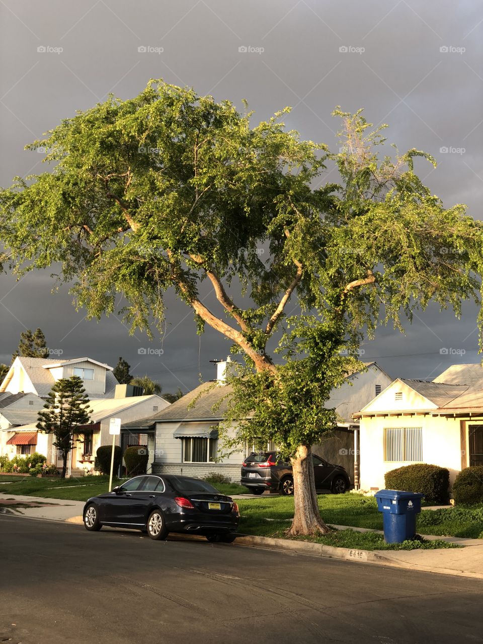 Dark Sky and Tree