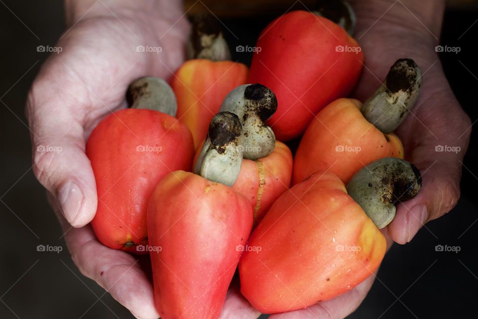 fresh cashew fruit