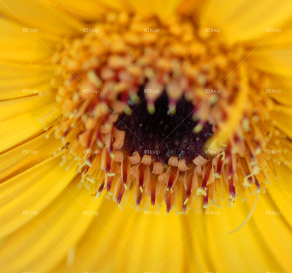 yellow flower plant center by lightanddrawing