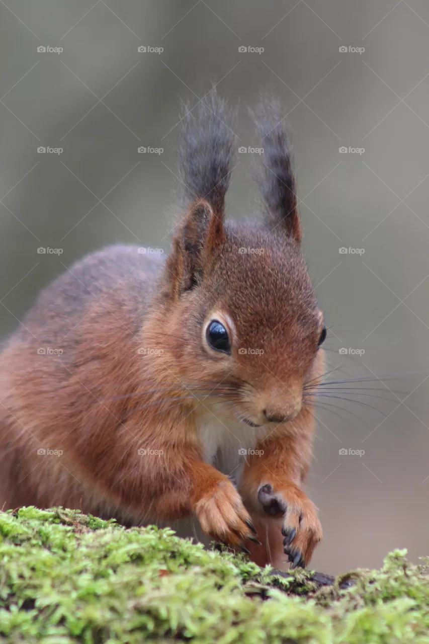 Squirrel move!