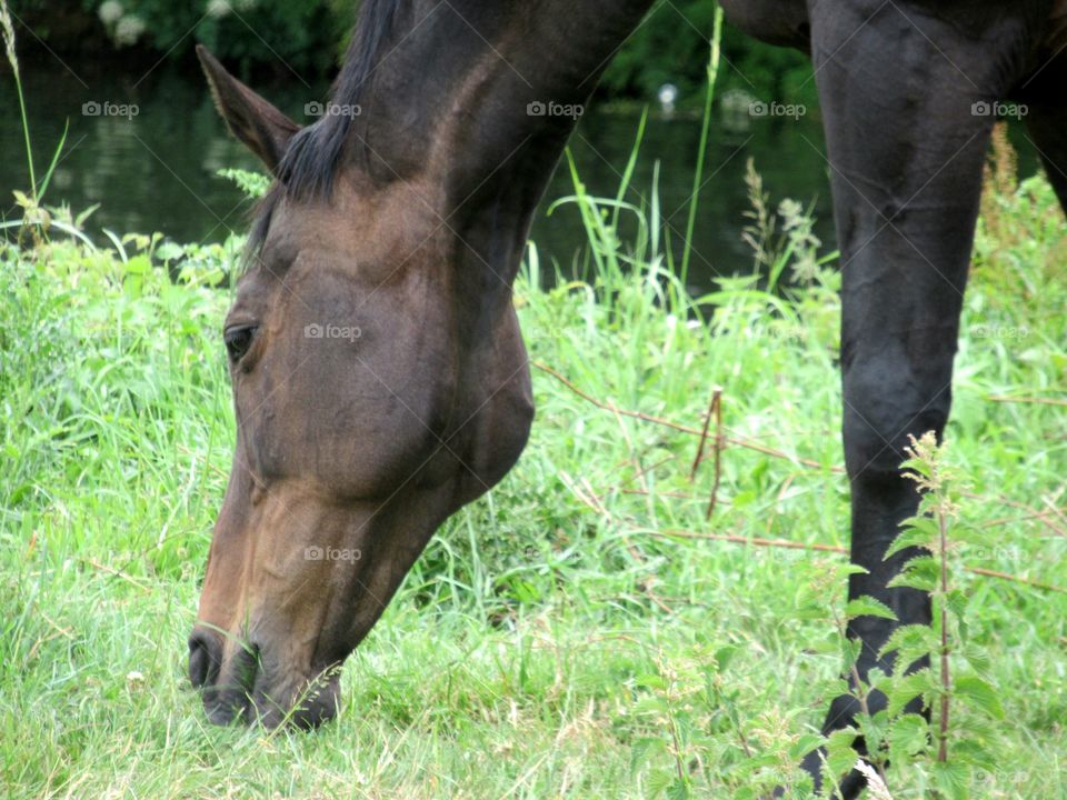 Horse eating grass